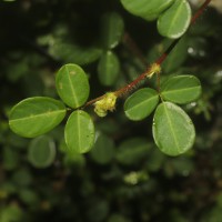<i>Grona heterophylla</i>  (Willd.) H.Ohashi & K.Ohashi